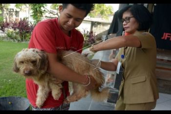 Kisah Alvin dan panas dingin tergigit HPR - 1