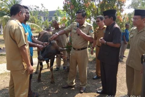 Pemkab Sekadau serahkan 9 hewan kurban