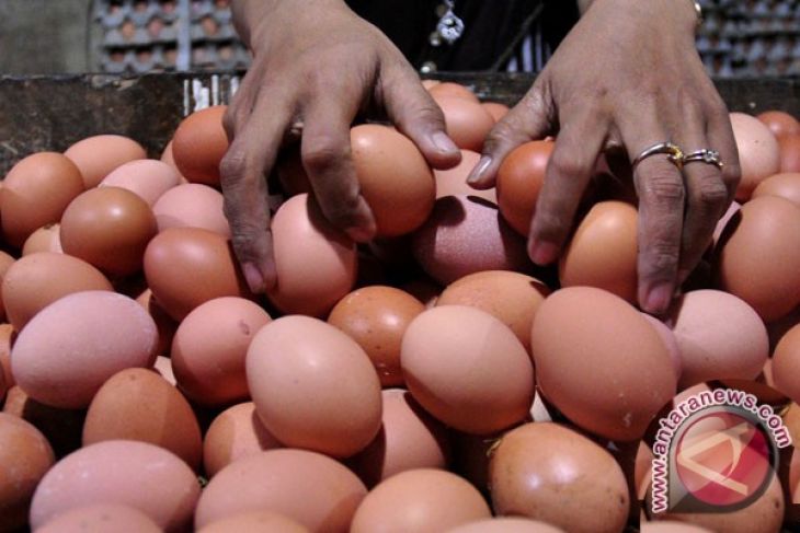 Jelang Ramadhan harga telur dan ayam naik