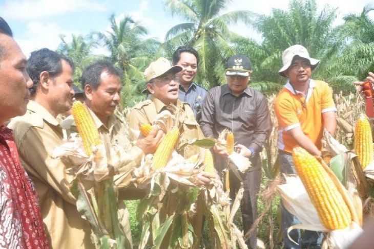 Pemprov Kalbar Dorong Perusahaan Perkebunan Tanam Jagung