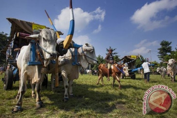 Festival Gerobak di Yogyakarta Sapi - ANTARA News 