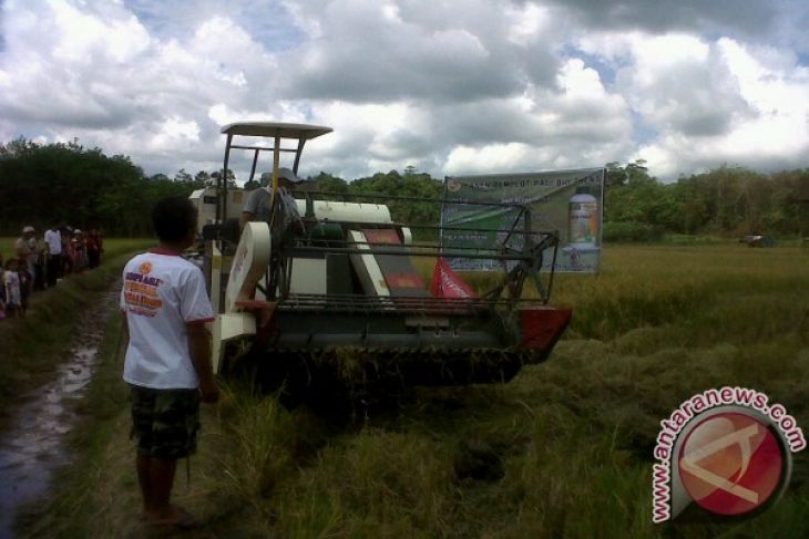 bupati landak panen padi pola pupuk organik antara news bupati landak panen padi pola pupuk organik antara news