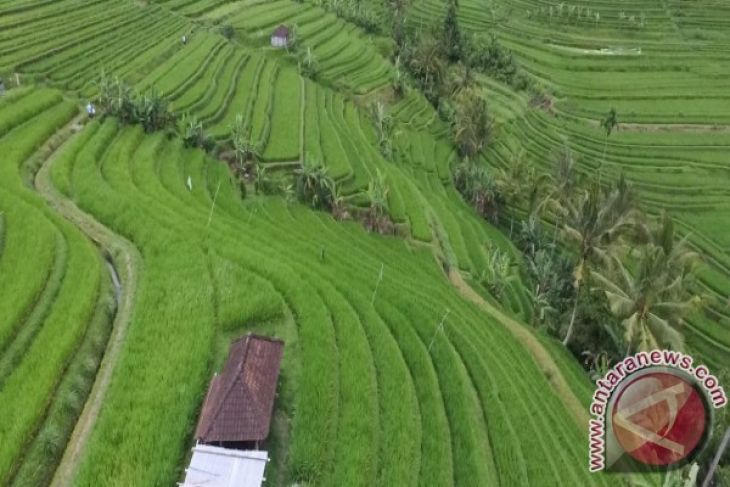 Kunjungan Budaya Subak Buka Agenda World Culture Forum 