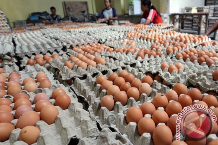 Harga Telur Ayam di Sambas Turun - ANTARA News Kalimantan 