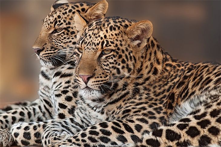 Sinka Zoo Datangkan Sepasang Macan Tutul