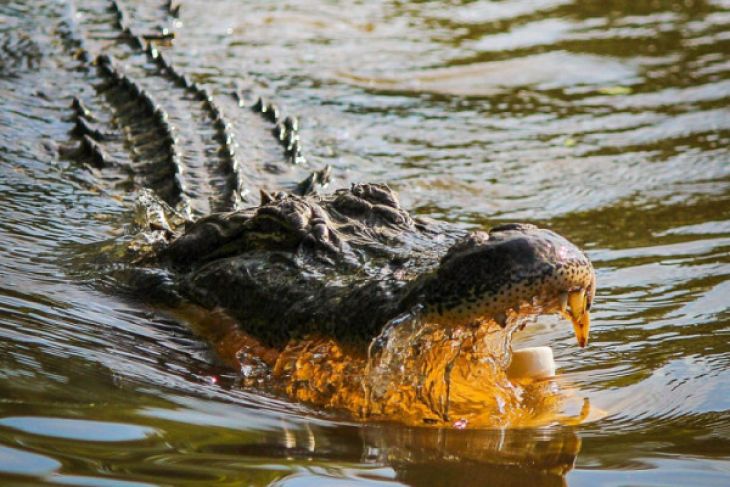 Buaya 1,5meter makan umpan pancing warga Sampit