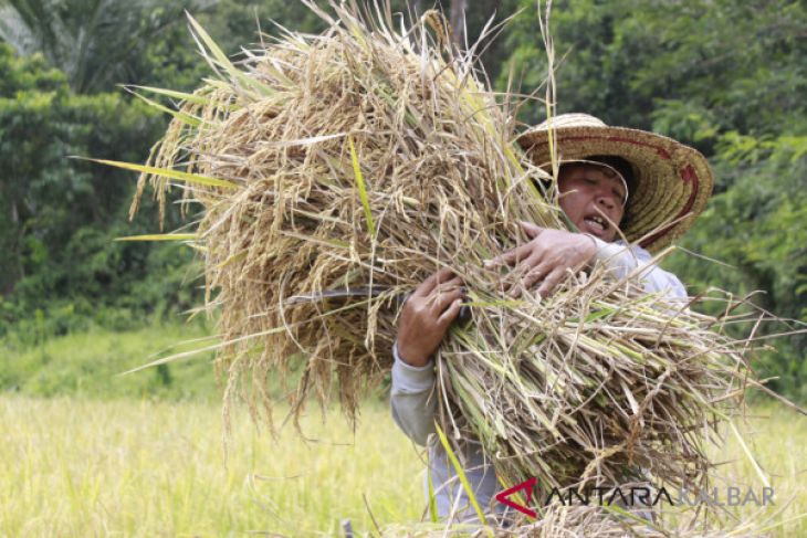 Komandan Kodam Tanjungpura panen padi
