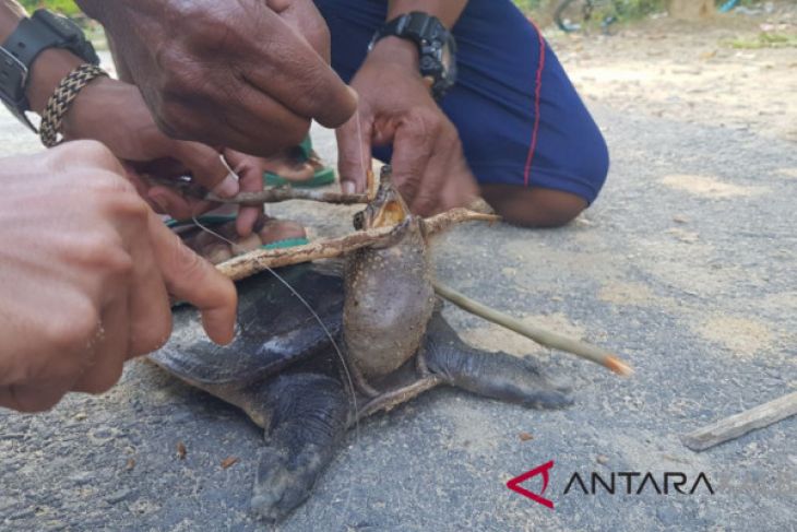 Labi-labi Moncong Babi dilepaskan dari kail pemancing