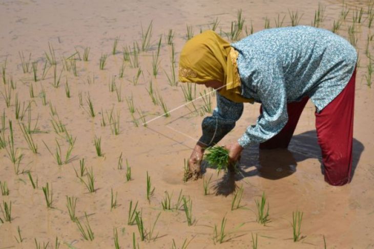 KTNA diharapkan tingkatkan ekonomi petani