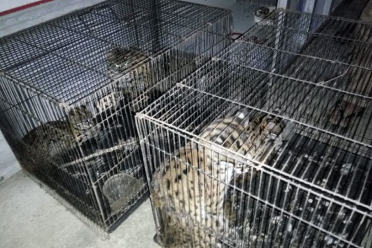 lsm apresiasi polisi gagalkan perdagangan kucing kuwuk