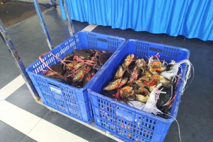 Upaya penyelundupan 2.609 kepiting ke Malaysia berhasil digagalkan