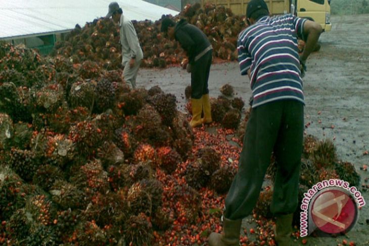DPRD Kotabaru perjuangkan harga sawit petani