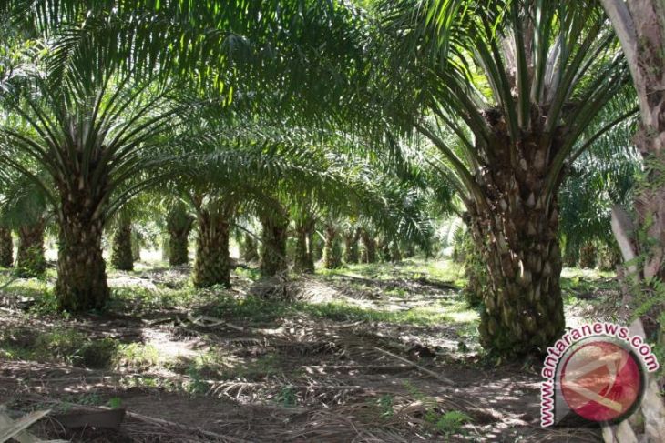 Tapin young entrepreneur builds CPO factory
