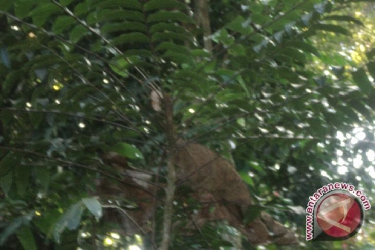 Ragam Obat Dan Ramuan Tradisional Banjar Kalsel