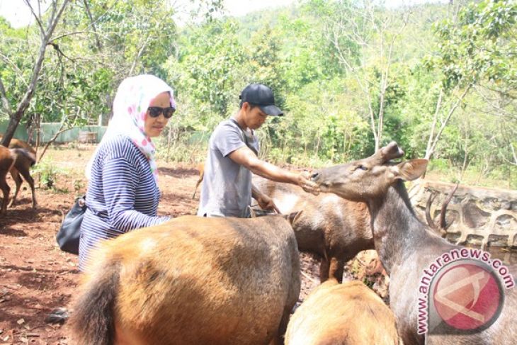 Tahura Kembangbiakkan Rusa Sambar - ANTARA News Kalimantan 