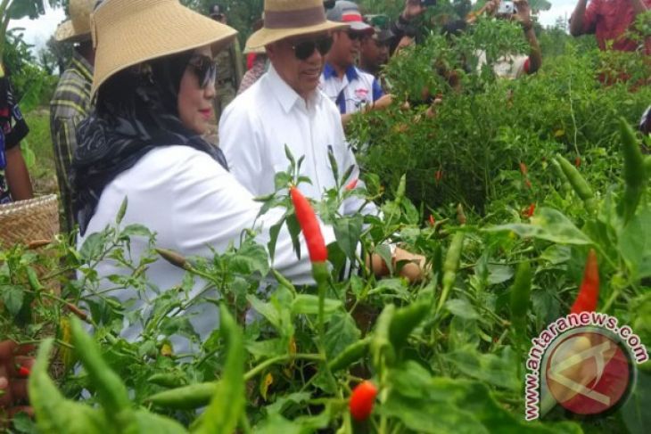 Tapin Kembangkan Cabai Terpedas Di Indonesia