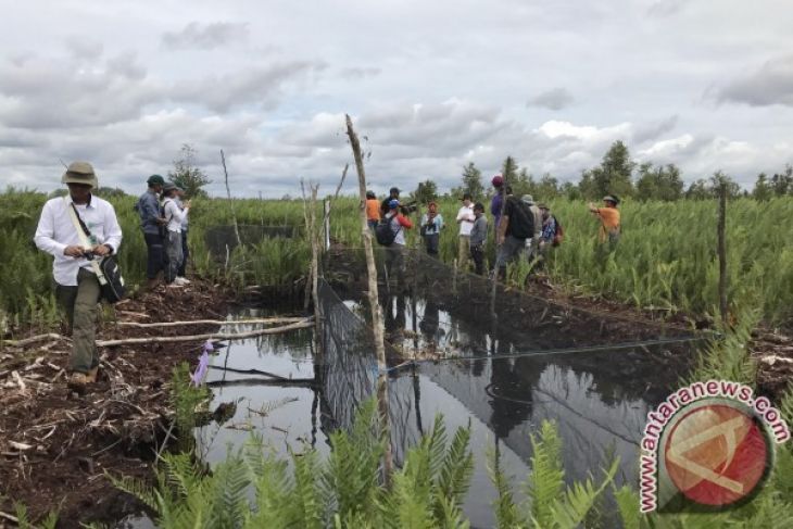 Kalsel Pelajari Cerita Kesuksesan Lahan Gambut