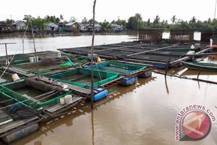 Tabalong to Produce 8,800 tons Keramba Fish
