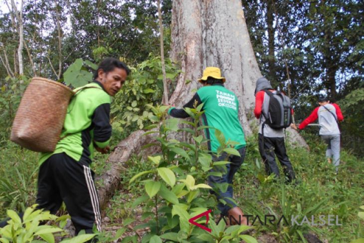Balitbanghut Research a Large Red Durian Tree