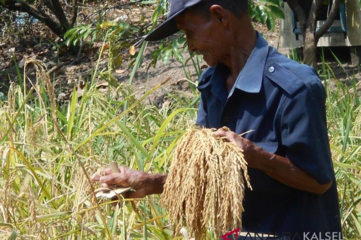Rice planting area increases during drought