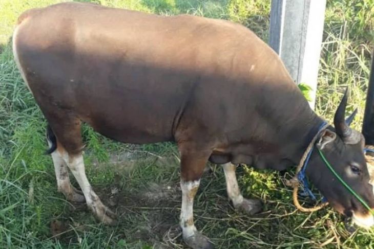Pelaksanaan ibadah qurban meningkat