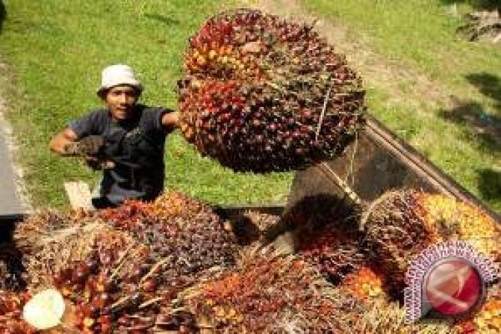 Gelaran Buah Jaguh Pecut Basikal Negara