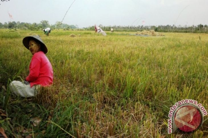 Ratusan Hektare Sawah Penajam Terancam Gagal Panen