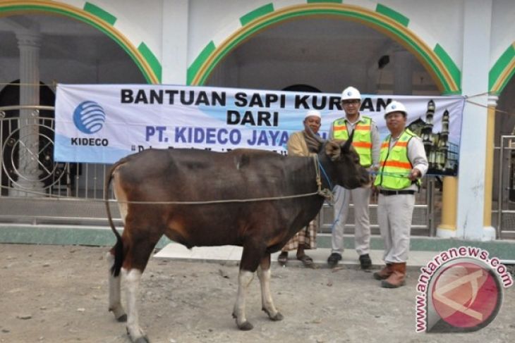 Kideco Bagikan 121 Hewan Kurban kepada Warga
