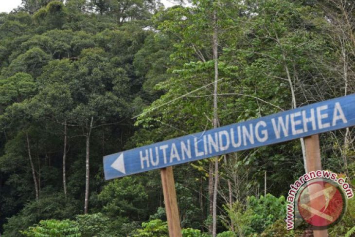 Sembilan lembaga donor bantu masyarakat adat pulihkan hutan