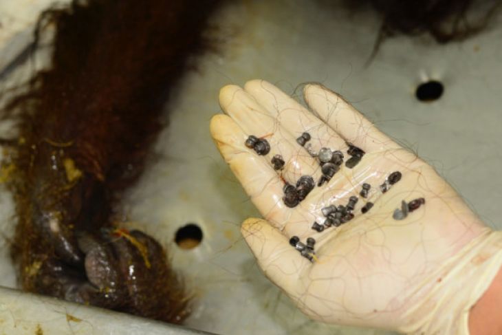 Authority extracts 48 bullets from dead Orangutan`s body