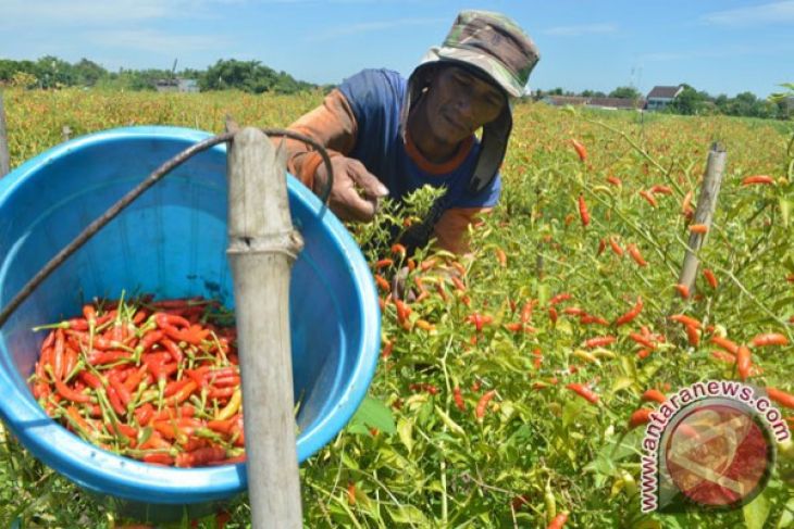 Distan Paser salurkan bantuan kepada 25 poktan cabai