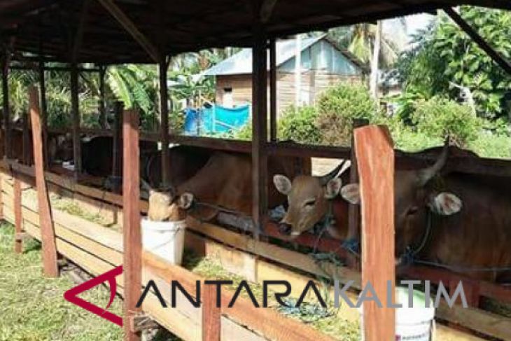 Penajam jadi sentra pengembangan sapi di Kaltim