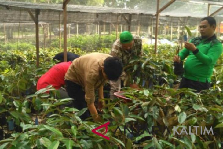 DLH Paser siapkan 3.000 bibit untuk penghijauan Tahura