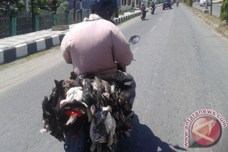 Harga Telur di Manokwari Stabil