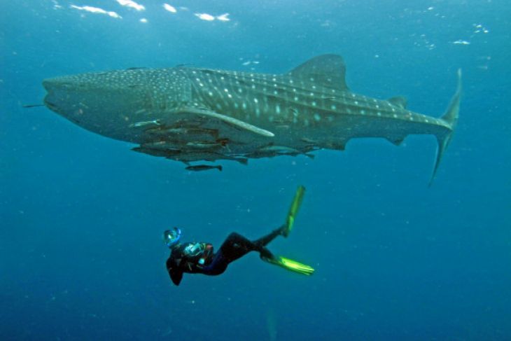 Whale Shark Center Teluk Cenderawasih kalahkan WSORC Honduras Amerika