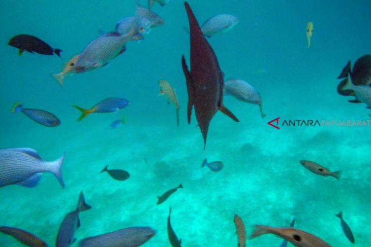 Negara Luar Apresiasi Pengelolaan Kawasan Konservasi Raja Ampat