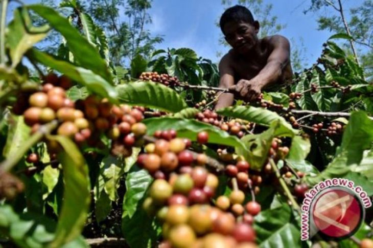Papua Barat kembangkan perkebunan kopi