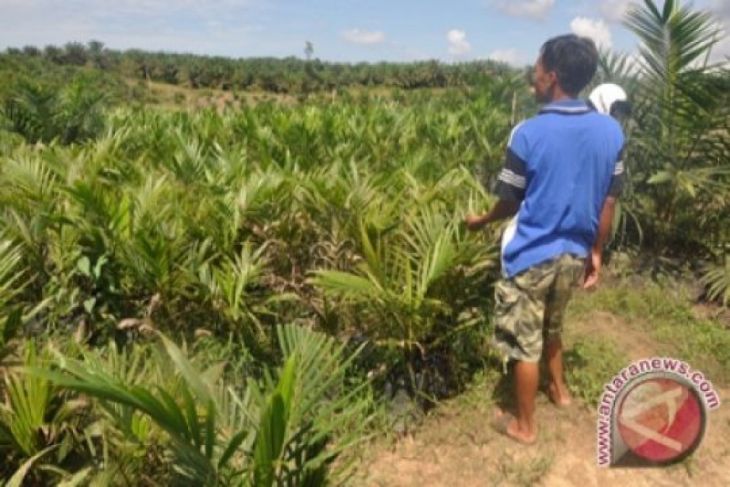Kementan remajakan 5.000 hektar perkebunan sawit milik masyarakat di Manokwari