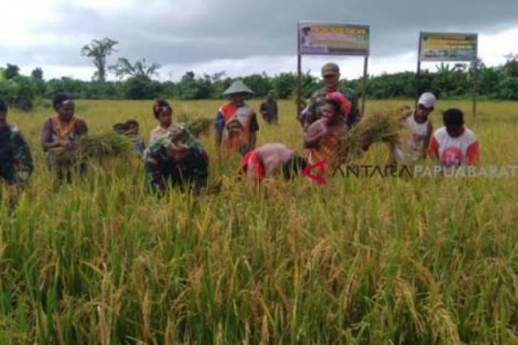 Papua Barat produksi 9.012 ton gabah sejak Januari