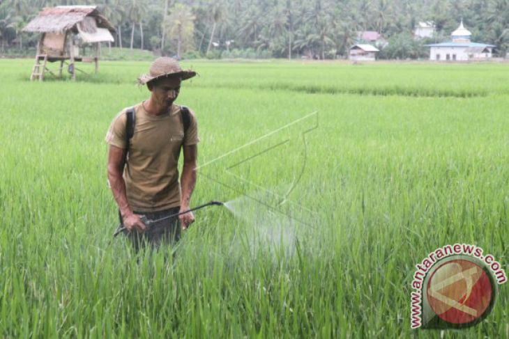 21 Hektare Padi Diserang Hama