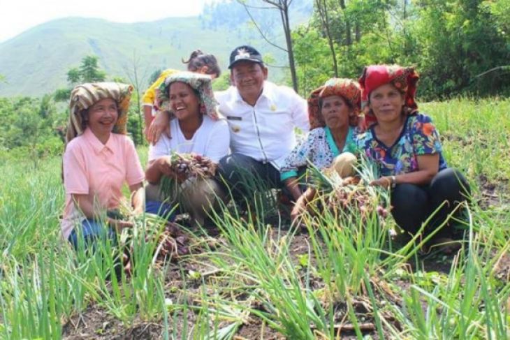 Pemkab Samosir-petani panen bawang merah