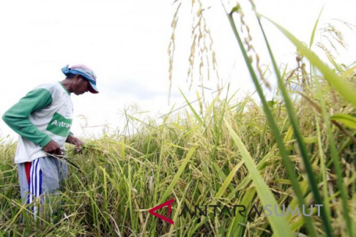 Langkat penyumbang terbesar padi di Sumut