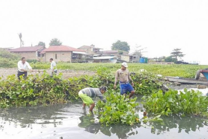 Eceng gondok Danau Toba dibersihkan