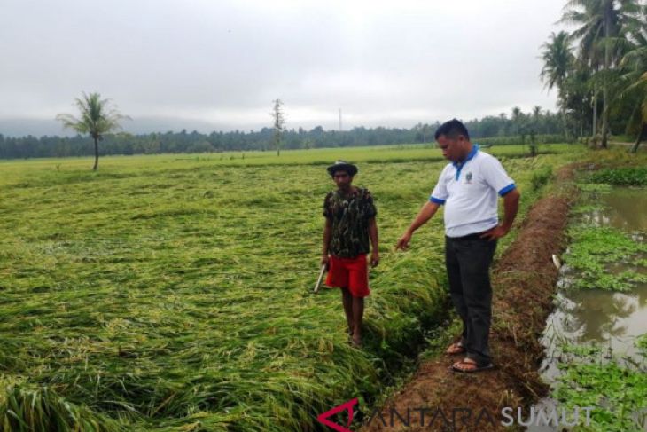 Belasan hektare tanaman padi rusak disapu angin kencang