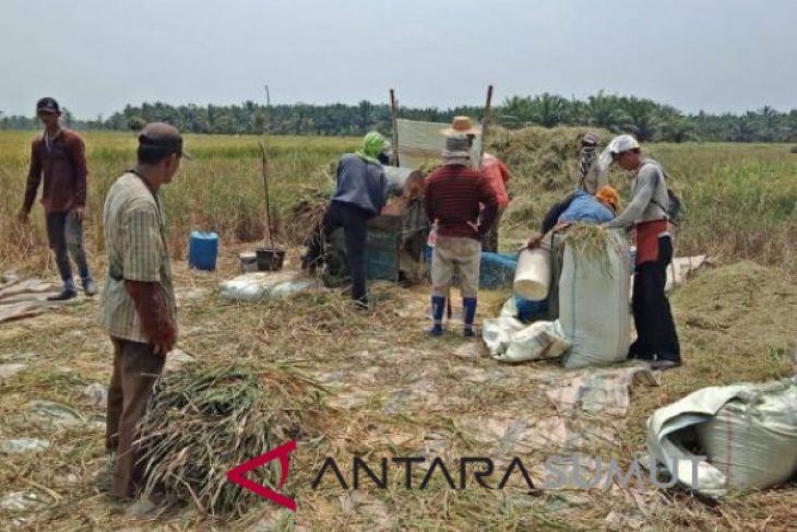 25.965 hektare sawah tadah hujan di Langkat