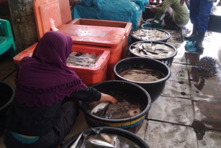 Harga ikan melonjak naik di Sibolga
