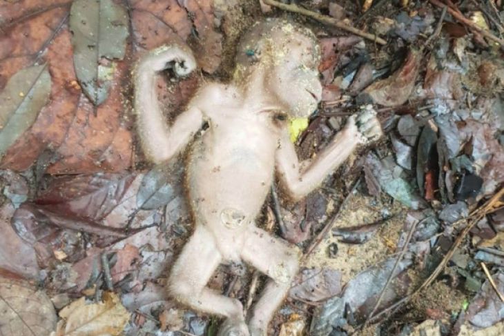 BBTNGL temukan orangutan mati di Bukit Lawang