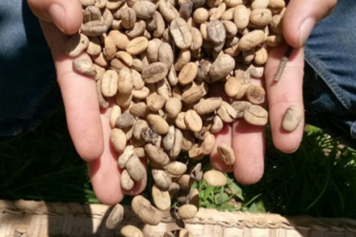 Kopi Arabika Sipirok akan mendapatkan Indikasi Geografis