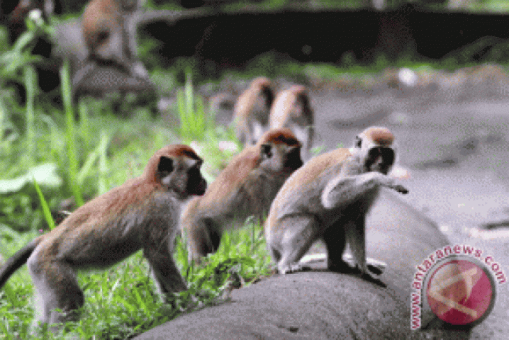 Serangan monyet semakin menjadi
