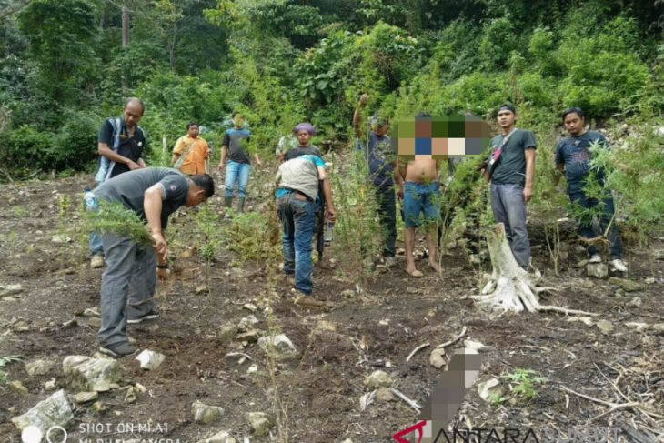 Polres Madina temukan 1 hektar lahan ganja di Siobon